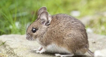 Как изглежда мишката - описание на външния вид и размер